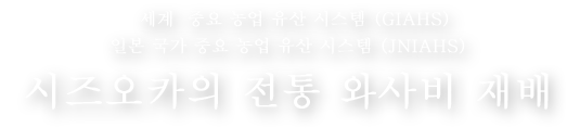 시즈오카의 전통 와사비 재배