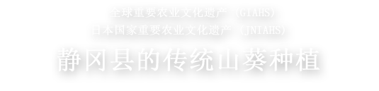 静冈县的传统山葵种植